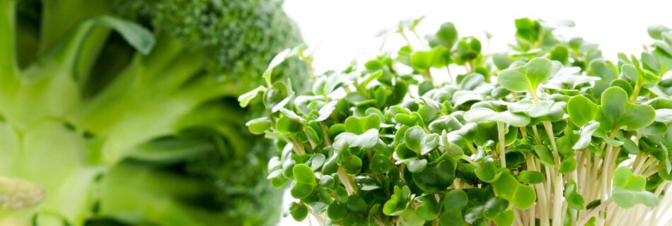 Brokoli als Longevity Gemüse