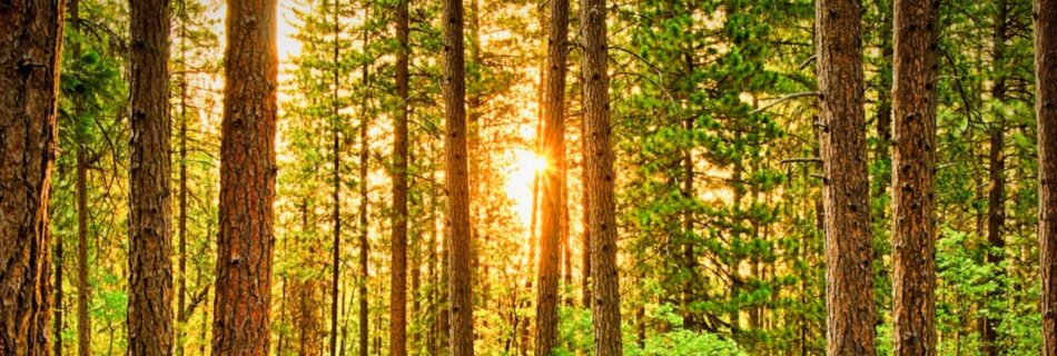 Waldbaden reduziert Stress und trägt zu Longevity bei