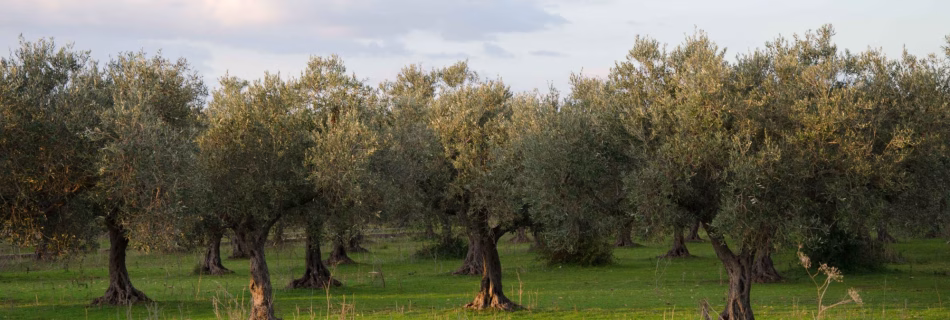 Blue Zones ein Mythos oder wahr?